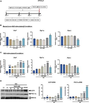 Frontiers Naringenin A Citrus Flavanone Enhances Browning And Brown